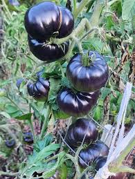 Afbeeldingsresultaat voor 1884 purple tomato