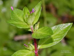 Attēlu rezultāti vaicājumam “Lythraceae”