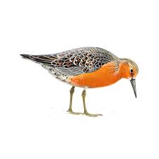 Attēlu rezultāti vaicājumam “Calidris canutus”