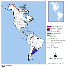 Image result for Numenius borealis
