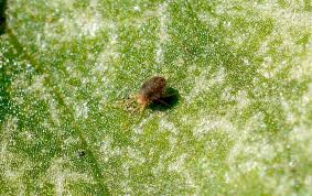 Attēlu rezultāti vaicājumam “Bryobia praetiosa”