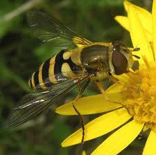 Attēlu rezultāti vaicājumam “Syrphus sp. imago”