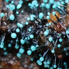 Attēlu rezultāti vaicājumam “Lycogala exiguum aggr. macro”