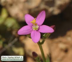 Attēlu rezultāti vaicājumam “Centaurium erythraea bud”