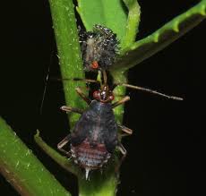 Attēlu rezultāti vaicājumam “Deraeocoris ruber imago”