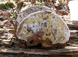 Attēlu rezultāti vaicājumam “Hypocrea pulvinata”