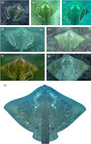 Image result for Megatrygon microps