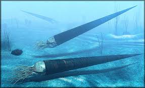 Attēlu rezultāti vaicājumam “Endoceras”