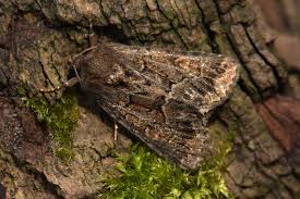 Attēlu rezultāti vaicājumam “Thalpophila matura”