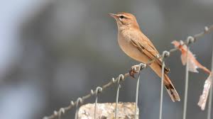 Image result for Cercotrichas galactotes