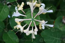 Attēlu rezultāti vaicājumam “Lonicera caprifolium”