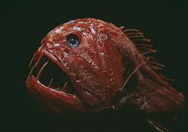 Image result for blobfish