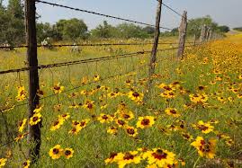 Image result for Coreopsis
