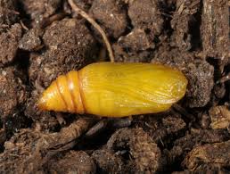 Attēlu rezultāti vaicājumam “Perizoma bifaciata”