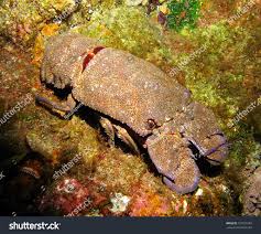 Image result for Scyllarides latus