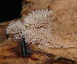 Attēlu rezultāti vaicājumam “Ceratiomyxaceae”