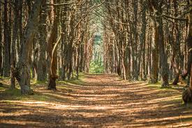 Image result for лес,