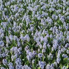 Attēlu rezultāti vaicājumam “Libanotis montana flower”