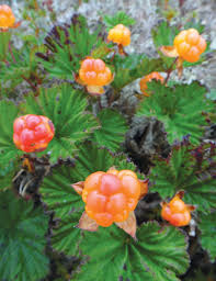 Attēlu rezultāti vaicājumam “Rubus chamaemorus flower”