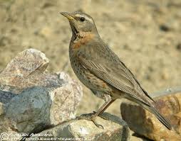 Image result for Turdus naumanni