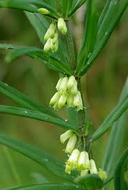 Attēlu rezultāti vaicājumam “Polygonatum verticillatum bud”