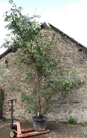 Attēlu rezultāti vaicājumam “Ulmus minor f. suberosa”