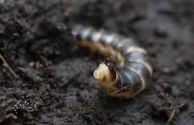 Attēlu rezultāti vaicājumam “Harminius undulatus”