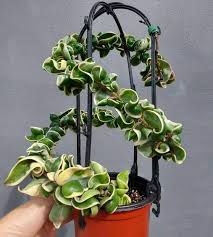 Attēlu rezultāti vaicājumam “Conardia compacta”