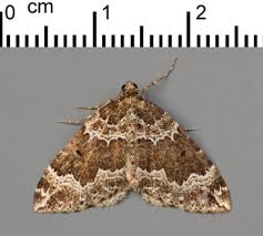 Attēlu rezultāti vaicājumam “Lampropteryx suffumata”