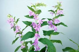 Attēlu rezultāti vaicājumam “Campanula latifolia leaf”