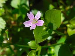 Attēlu rezultāti vaicājumam “Claytonia sibirica”