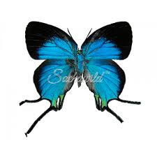 Attēlu rezultāti vaicājumam “Arcyria imperialis”