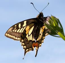 Attēlu rezultāti vaicājumam “Papilio machaon underside”