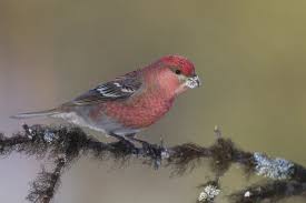 Attēlu rezultāti vaicājumam “Pinicola enucleator adult”