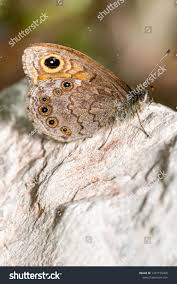 Attēlu rezultāti vaicājumam “Coenonympha hero”