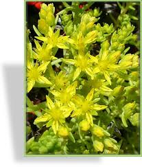 Image result for Mauerpfeffer