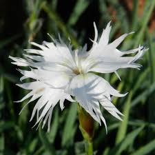 Attēlu rezultāti vaicājumam “Dianthus arenarius bud”