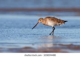 Image result for Limosa haemastica