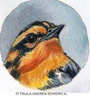 Image result for Dendroica fusca