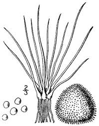 Attēlu rezultāti vaicājumam “Isoetes echinospora leaf”