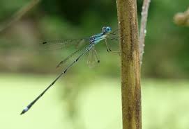 Attēlu rezultāti vaicājumam “Lestidae”