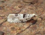 Attēlu rezultāti vaicājumam “Epinotia bilunana”