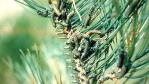 Attēlu rezultāti vaicājumam “Neodiprion sertifer larva”