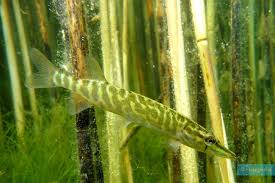 Image result for Esox lucius