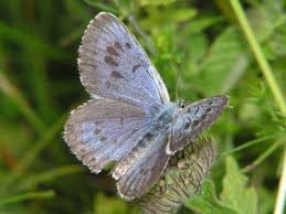 Attēlu rezultāti vaicājumam “Phengaris arion underside”