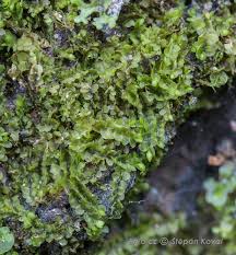 Attēlu rezultāti vaicājumam “Jungermannia leiantha”