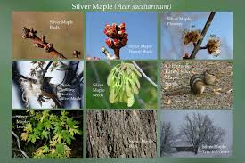 Attēlu rezultāti vaicājumam “Acer saccharinum bud”