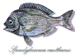 Image result for Spondyliosoma cantharus