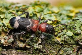 Attēlu rezultāti vaicājumam “Thanasimus formicarius”