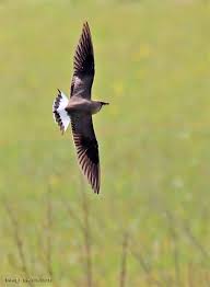 Image result for Glareola maldivarum